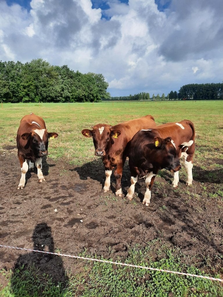 3 mooie brandrode stieren, Dieren en Toebehoren, Mannelijk, 0 tot 2 jaar