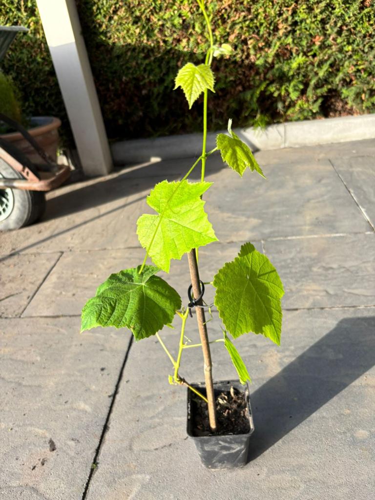 Pitloze wiite druif, Ophalen, Minder dan 100 cm, Overige soorten, Zomer