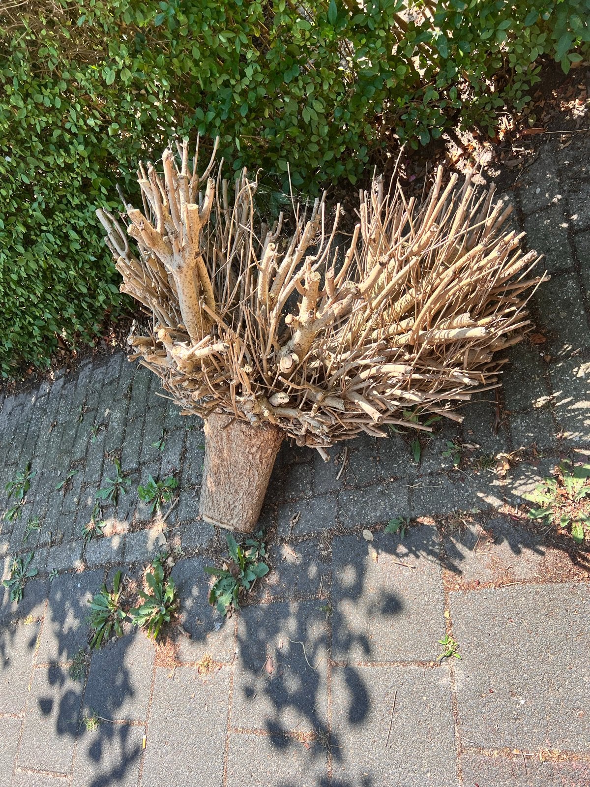 MEGA COOLE Houtstronk voor decoratie, Ophalen, Zo goed als nieuw