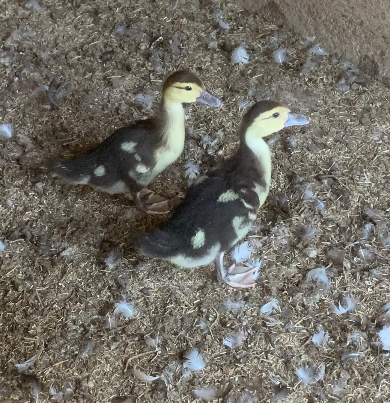 Te koop twee jonge zwarte bonte kaapse eend kuikens, Dieren en Toebehoren, Geslacht onbekend, Eend