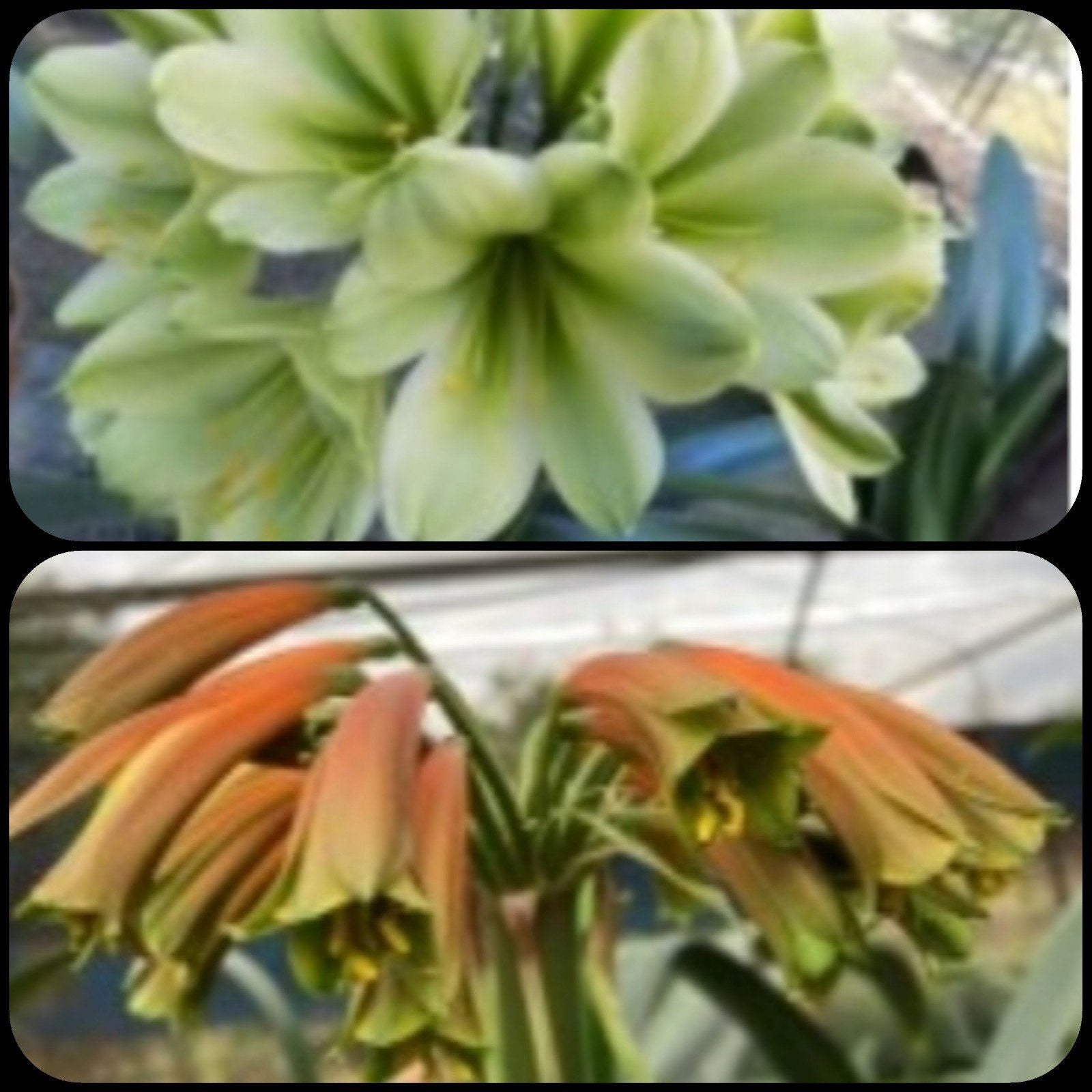 Clivia kruising Hirao x Bufo Bronze, 1 jaar oud plantje, Bloeiende kamerplant, Ophalen of Verzenden, Volledige schaduw, Minder dan 100 cm