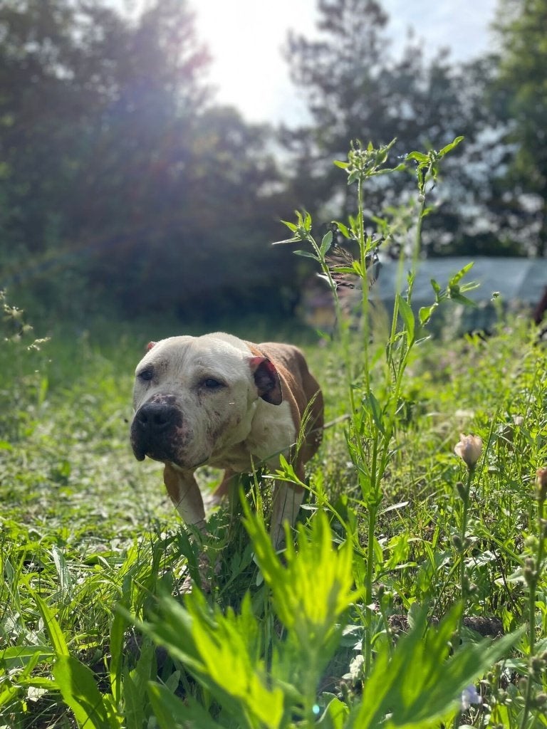 Zak – Grote knuffelbeer met een hart van goud, 6 jaar of ouder, Particulier, Reu, Buitenland