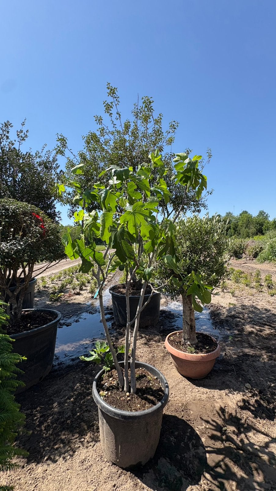 Ficus carica | vijgenbomen meerstammig, Ophalen of Verzenden, Volle zon, Overige soorten