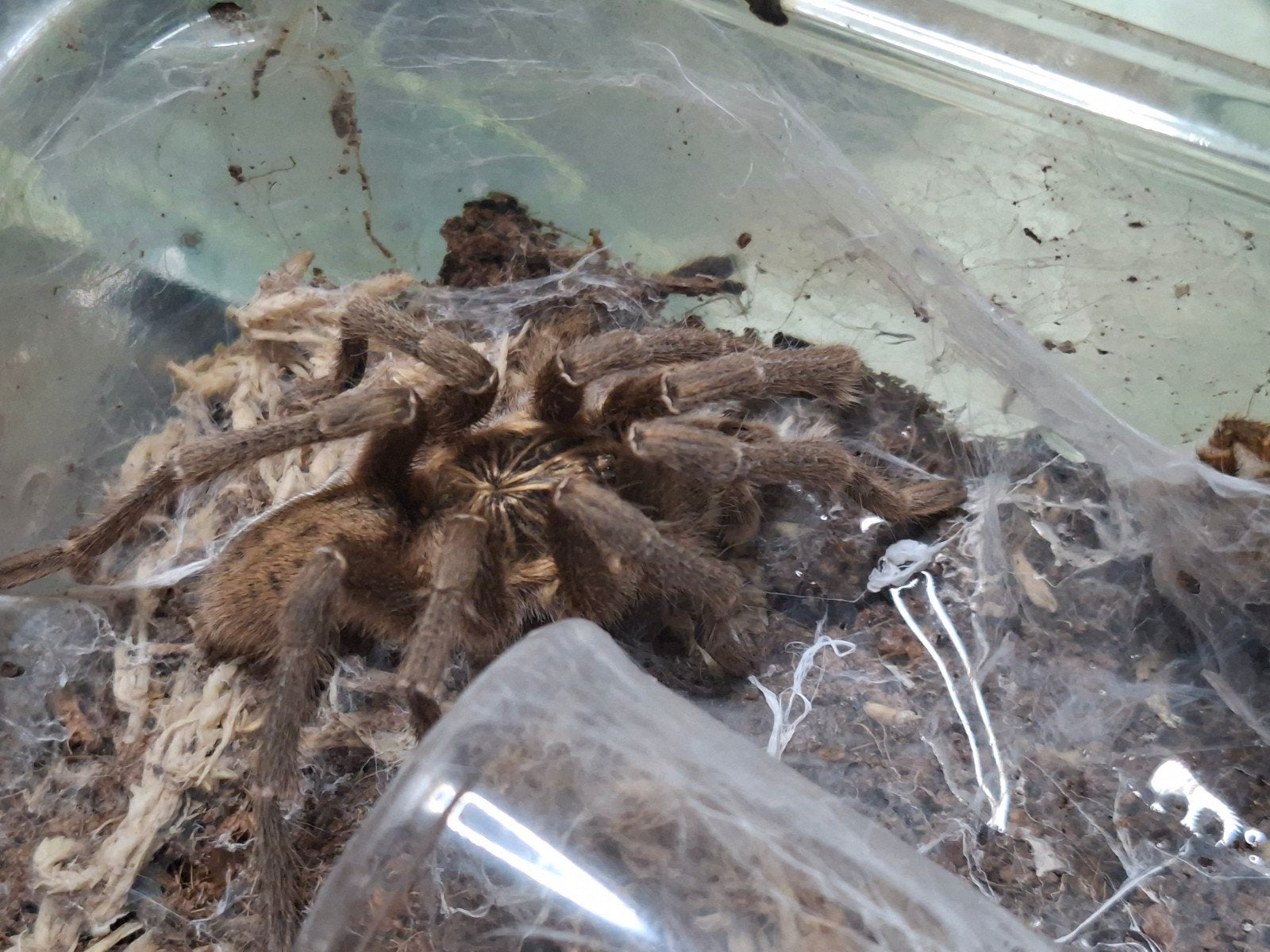 P.lugardi adult man, Overige soorten