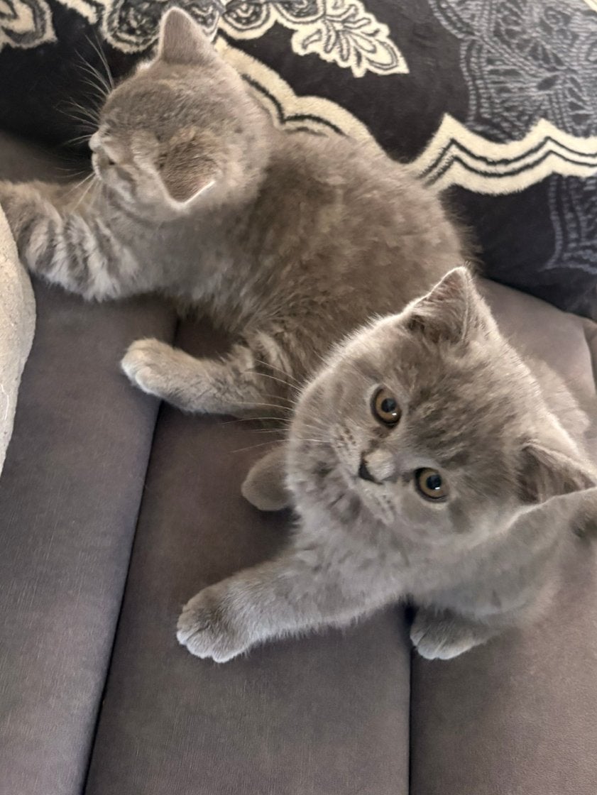 Super lieve British Shorthair kittens zoeken een warm huisje, Meerdere dieren, Kortharig