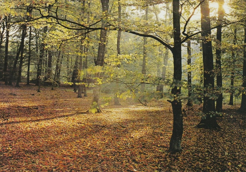 HEYTHUYSEN Bosgezicht, Verzamelen, Verzenden, 1980 tot heden, Ongelopen, Limburg