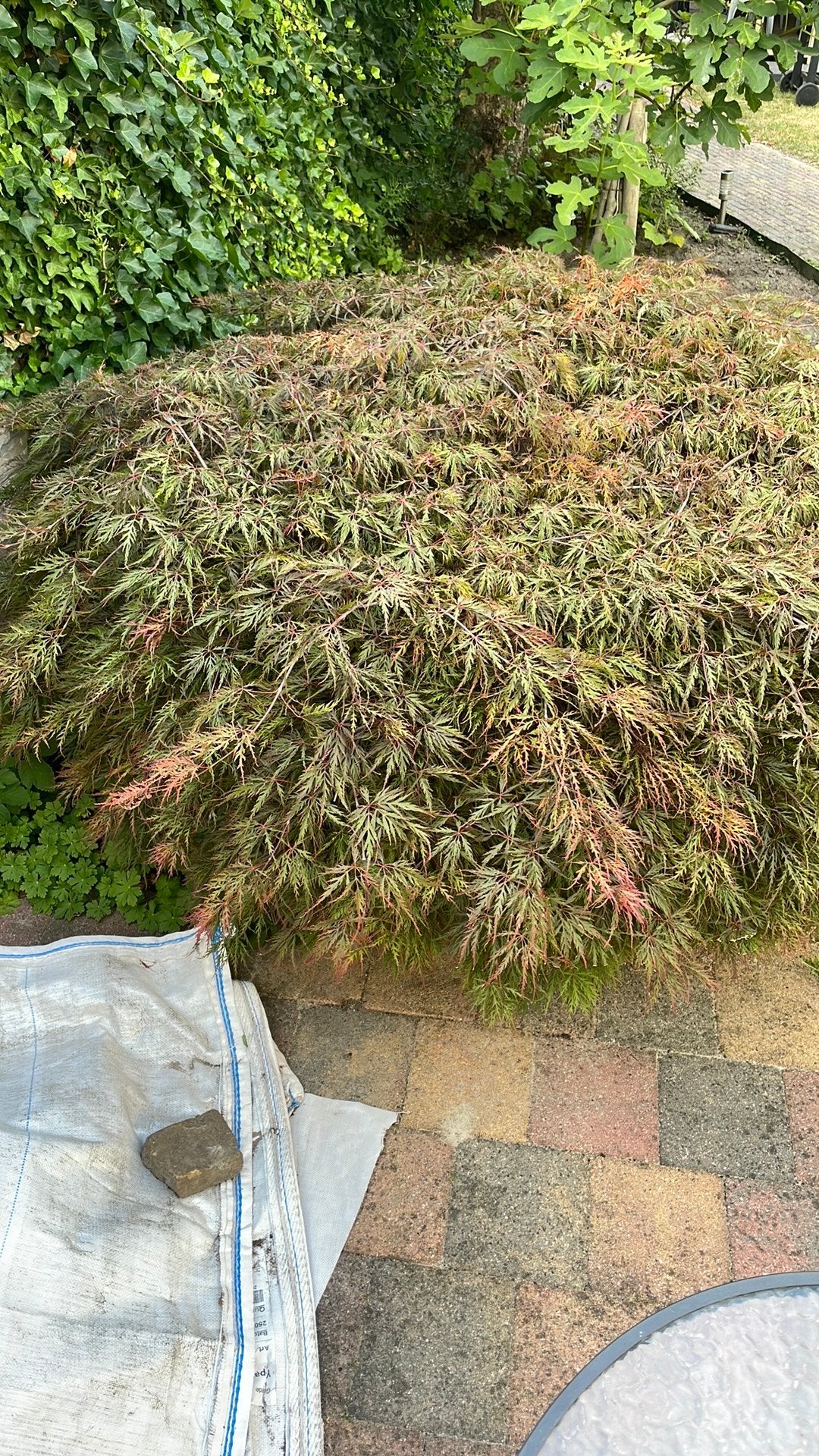 Prachtige Japanse Esdoorn Acer palmatum, Ophalen, Bloeit niet, Overige soorten, Halfschaduw