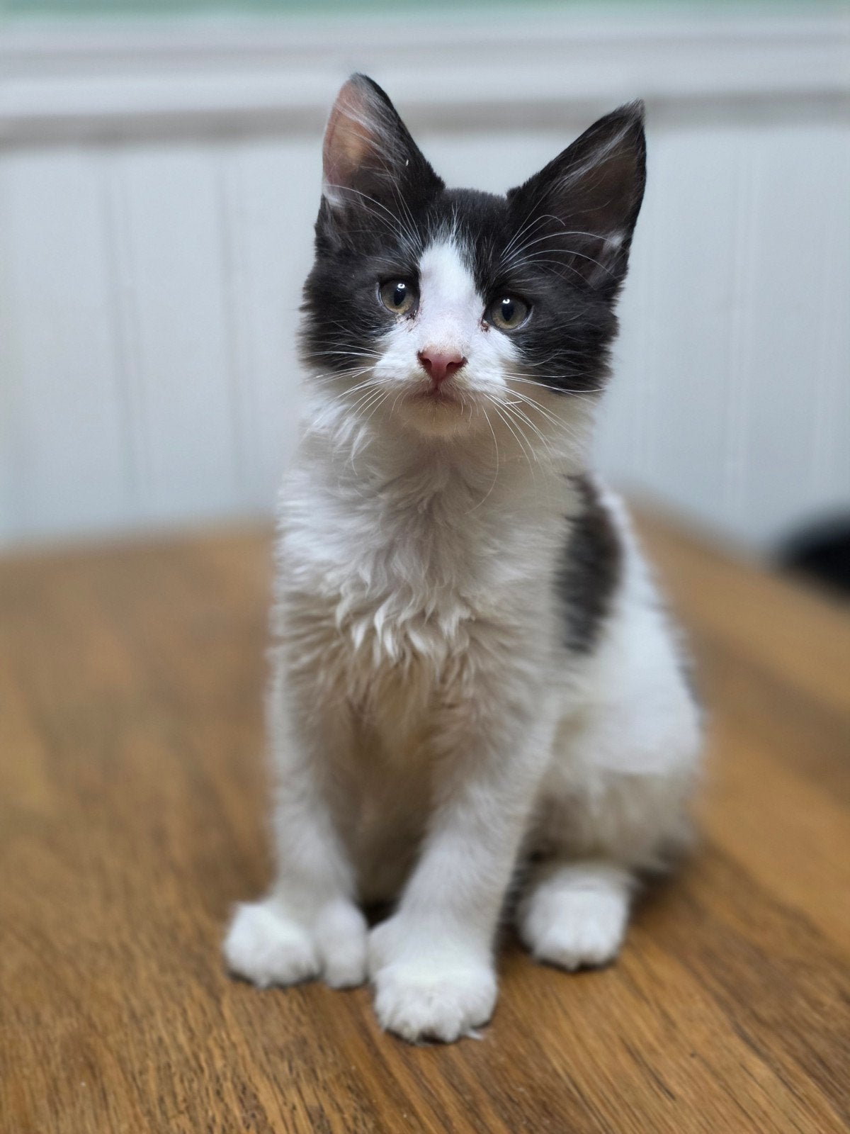 Schitterende Maine Coon kittens polydactyl, Meerdere dieren, Gechipt, 0 tot 2 jaar
