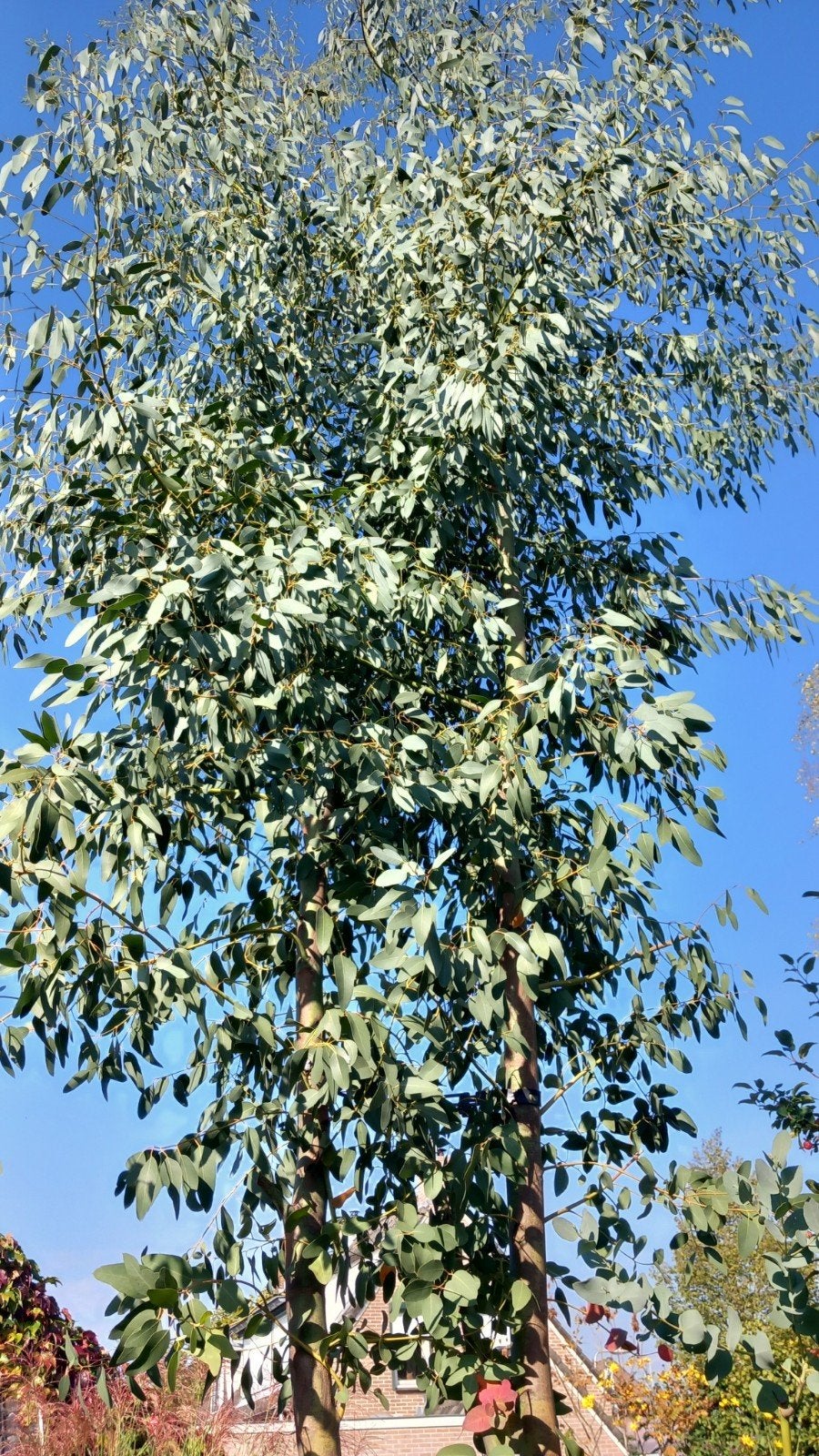 Grote Eucalyptus takken, Tuin en Terras, Ophalen, Overige soorten, Volle zon