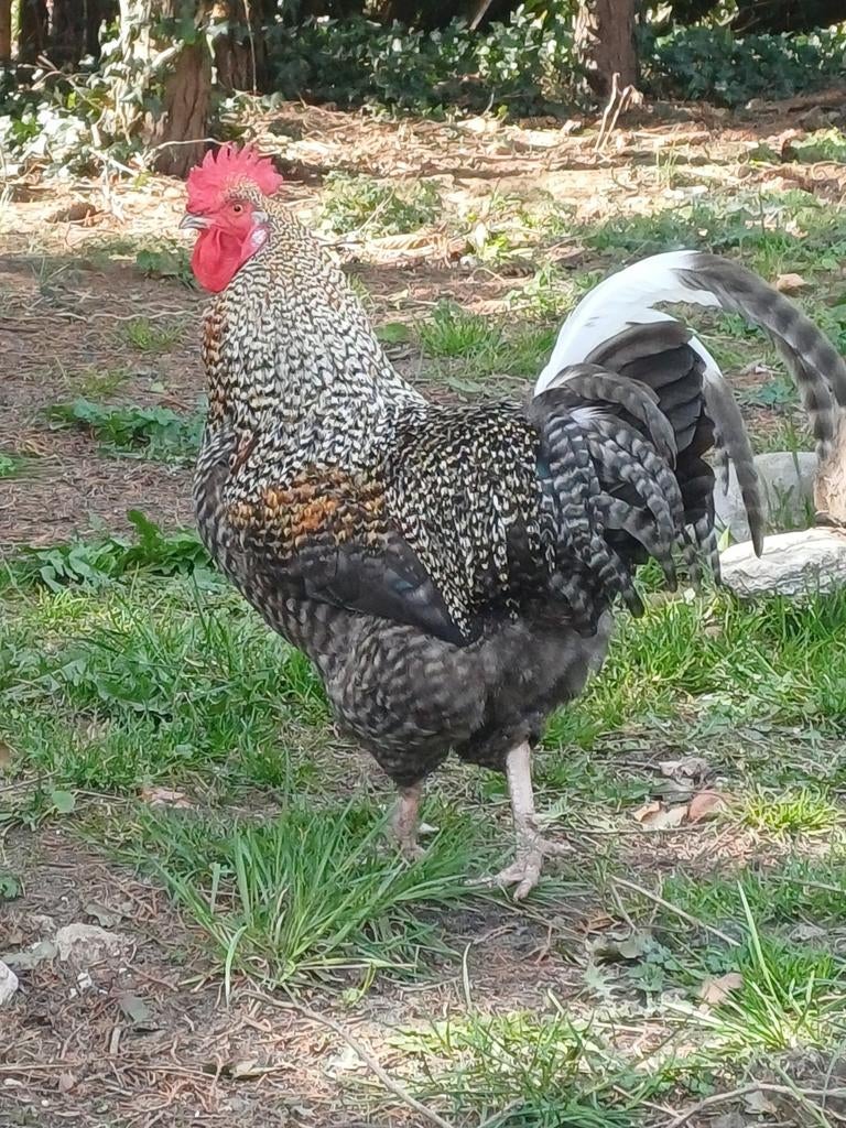 Broedeieren te koop, Dieren en Toebehoren, Pluimvee, Geslacht onbekend, Kip