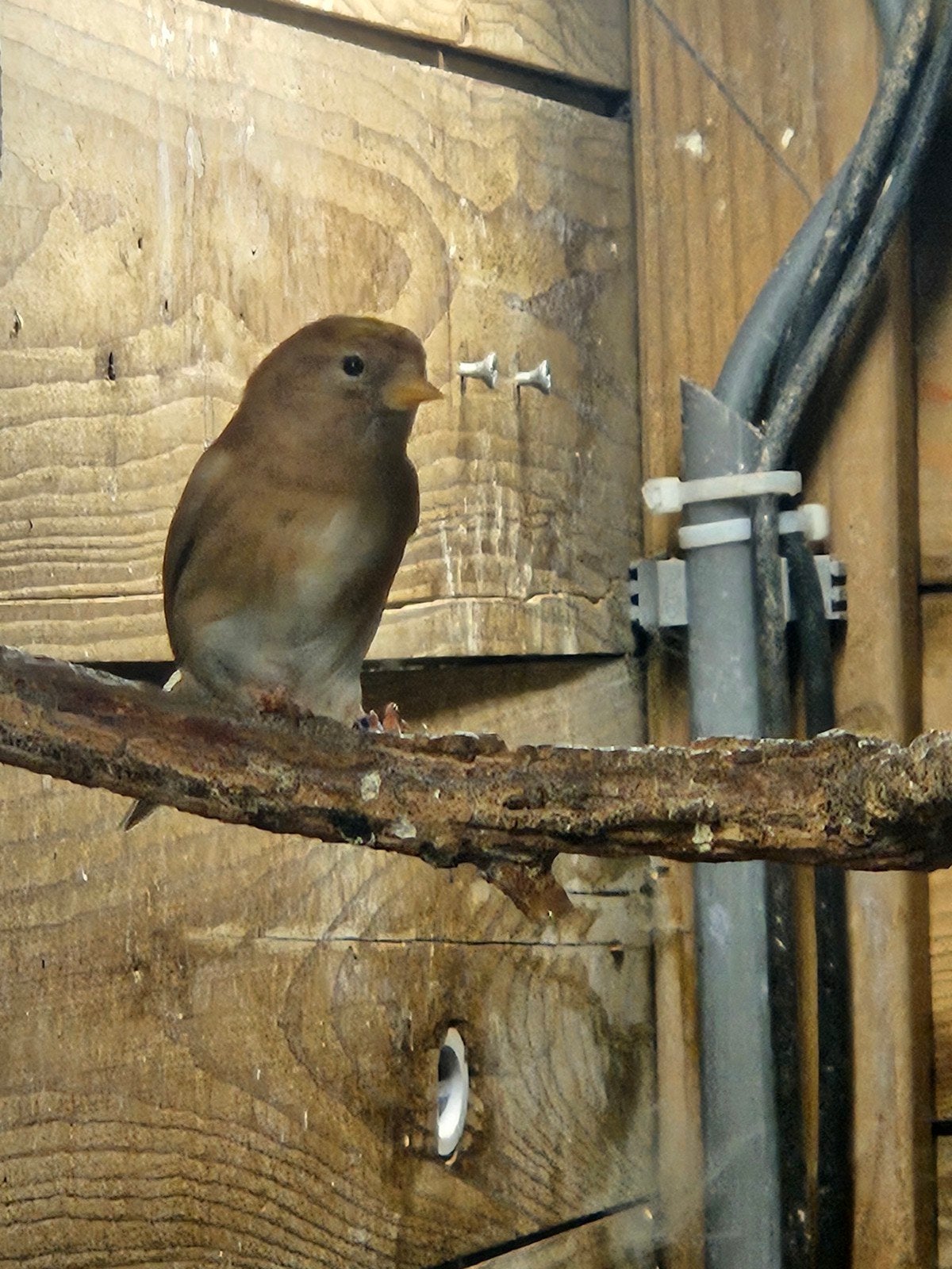 Barmsijs, Vrouwelijk, Wildzangvogel