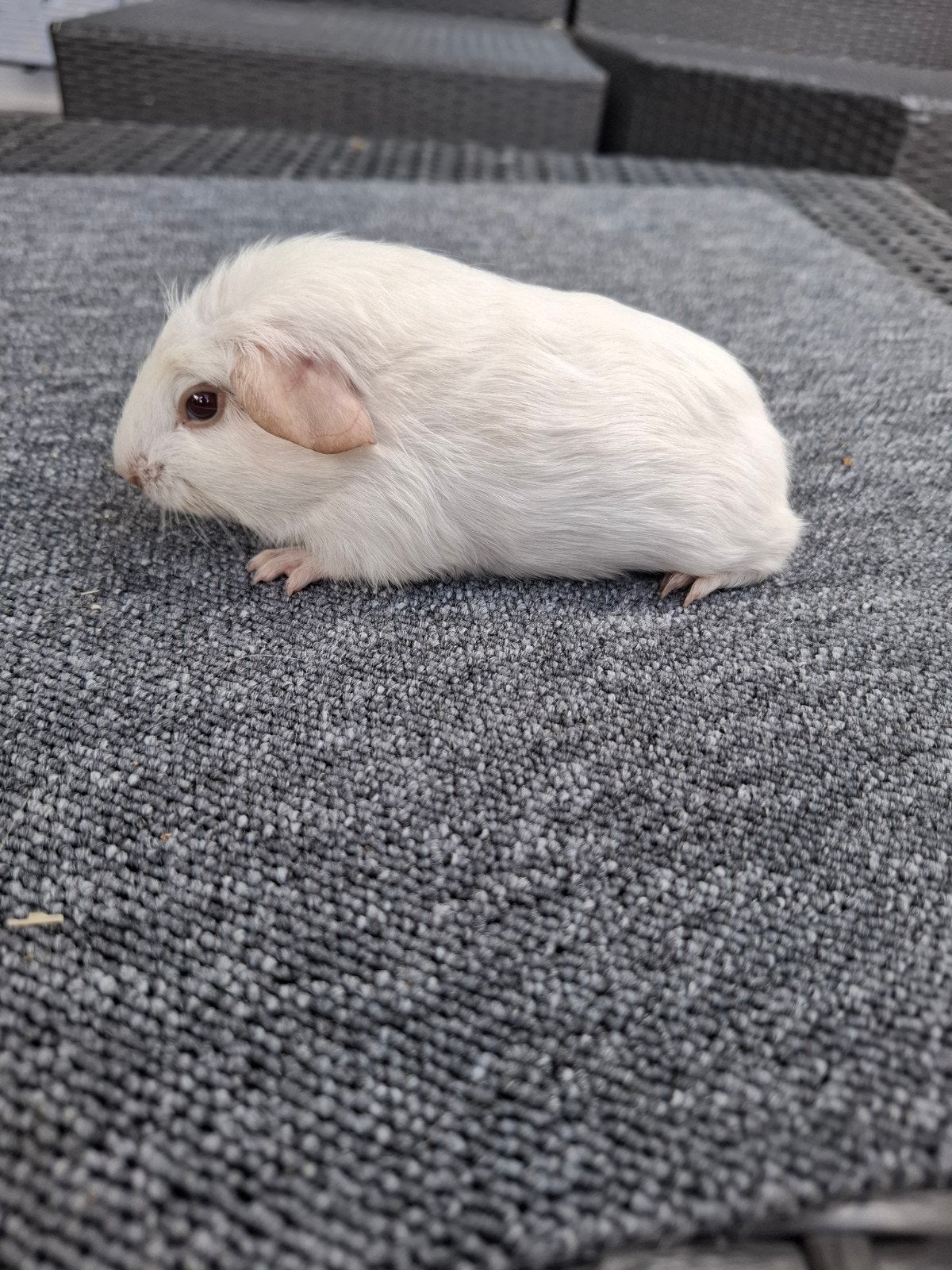 jong Wit gekruind cavia beertje, Cavia, Mannelijk, Juli, Tam