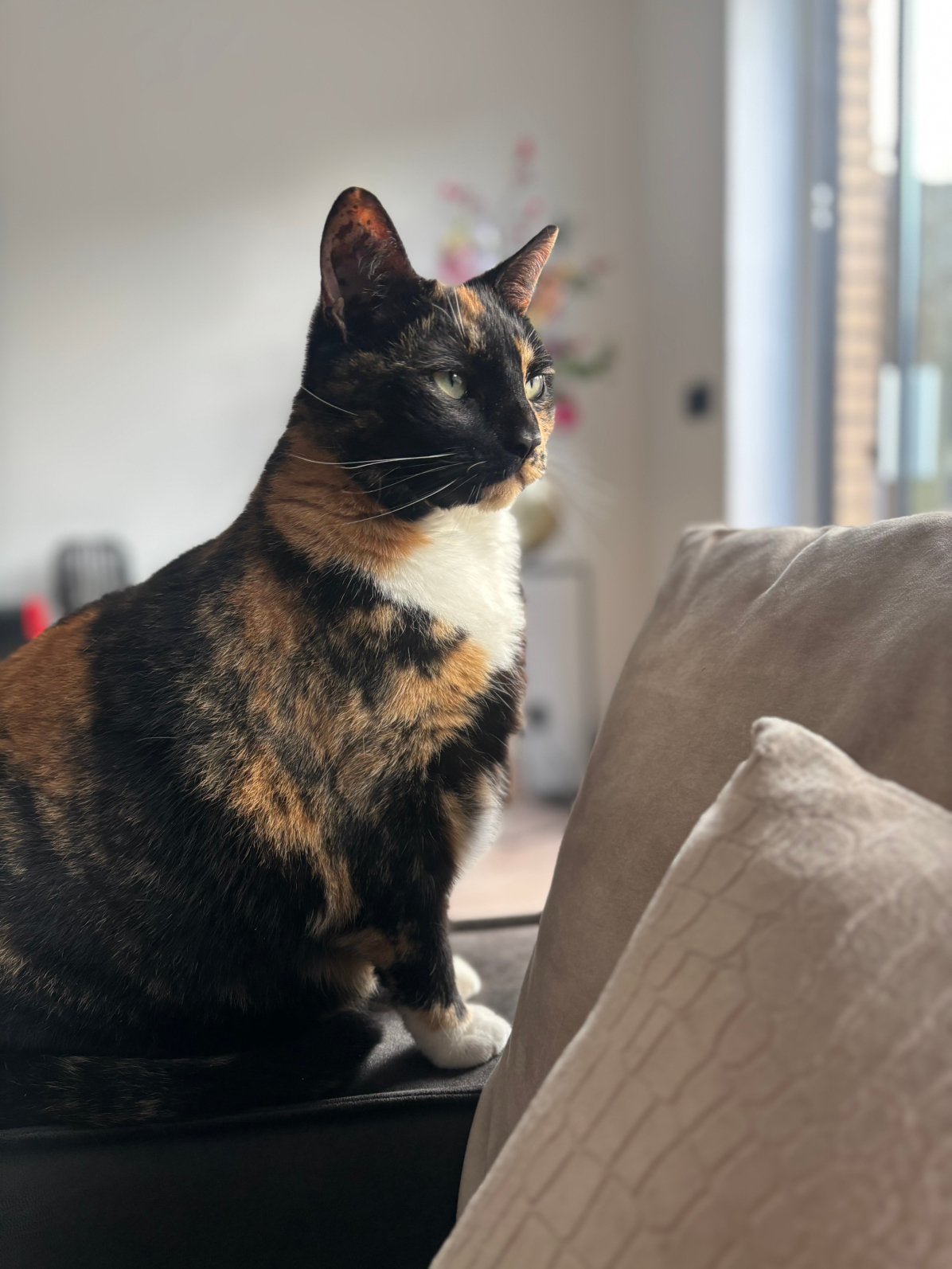 Lieve aanhankelijke poes te koop, Poes