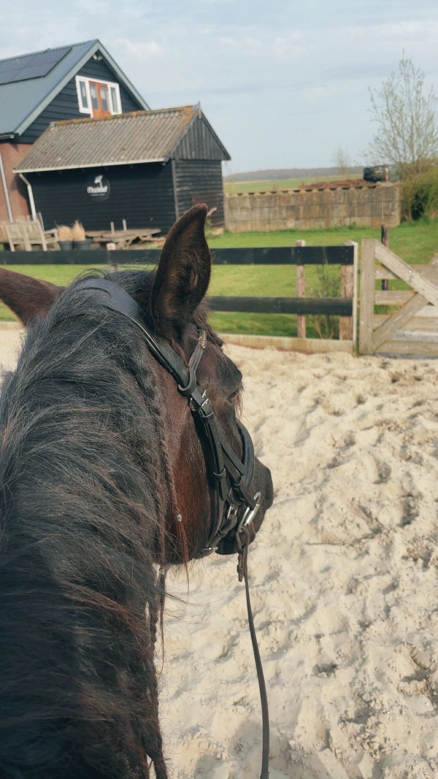 5 sterren huisje gezocht voor paardje, Dieren en Toebehoren, Ruin, Zadelmak, Gechipt, 11 jaar of ouder