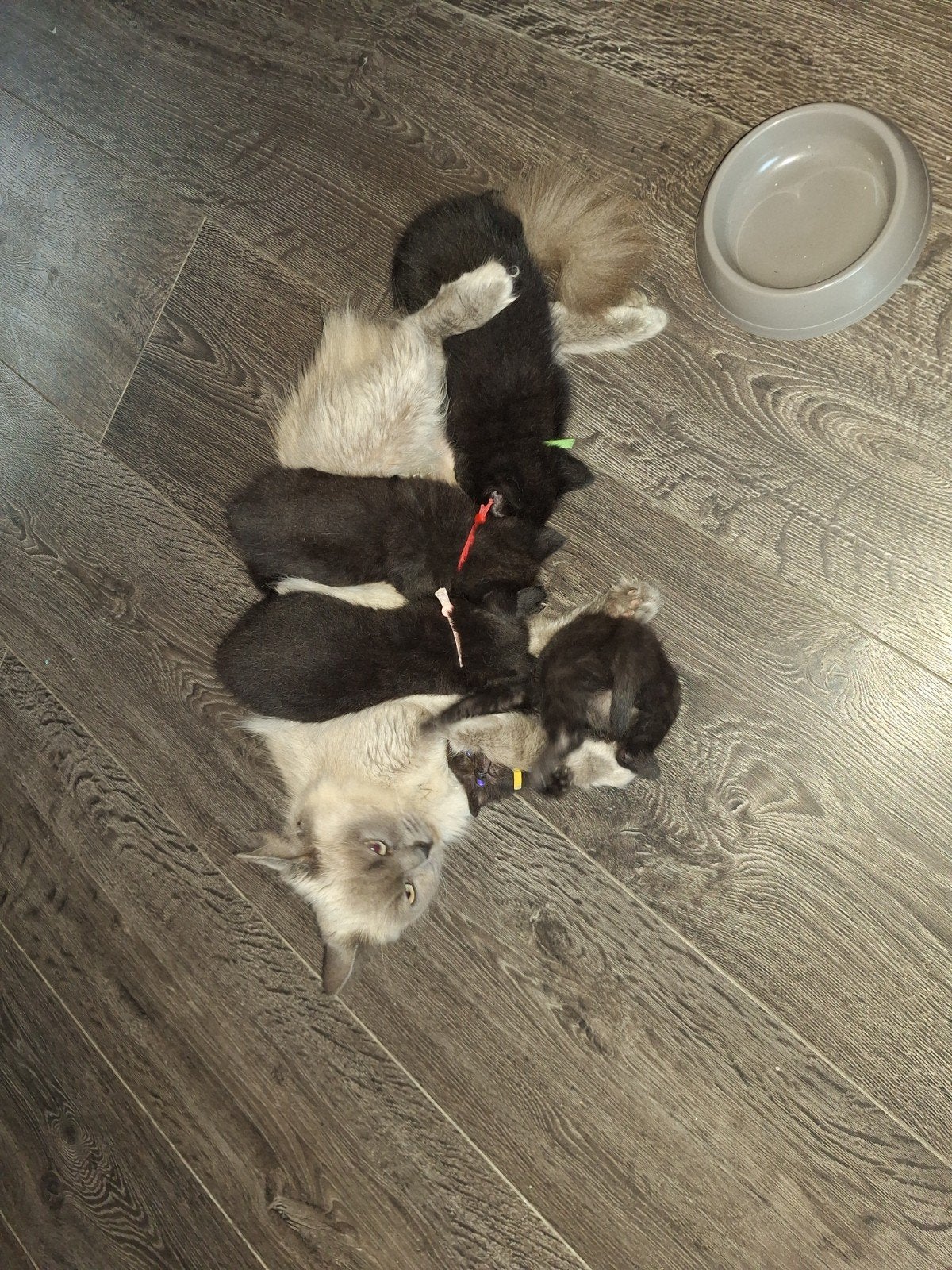 4 schatjes half ragdoll zoeken een liefdevol huisje, Dieren en Toebehoren, Meerdere dieren