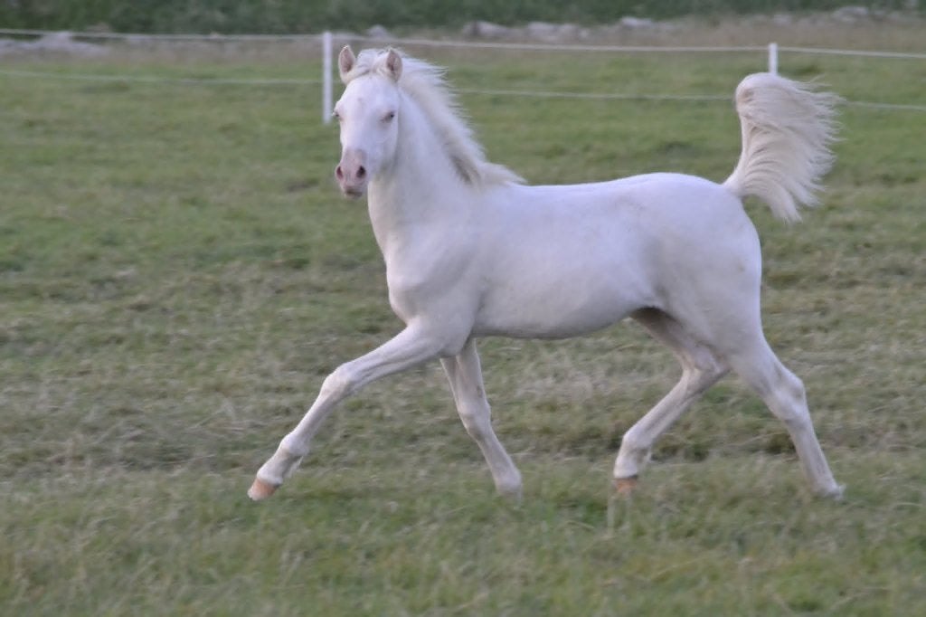 welsh B hengst veulen, Dieren en Toebehoren, Met stamboom, Niet van toepassing, 0 tot 2 jaar, Hengst