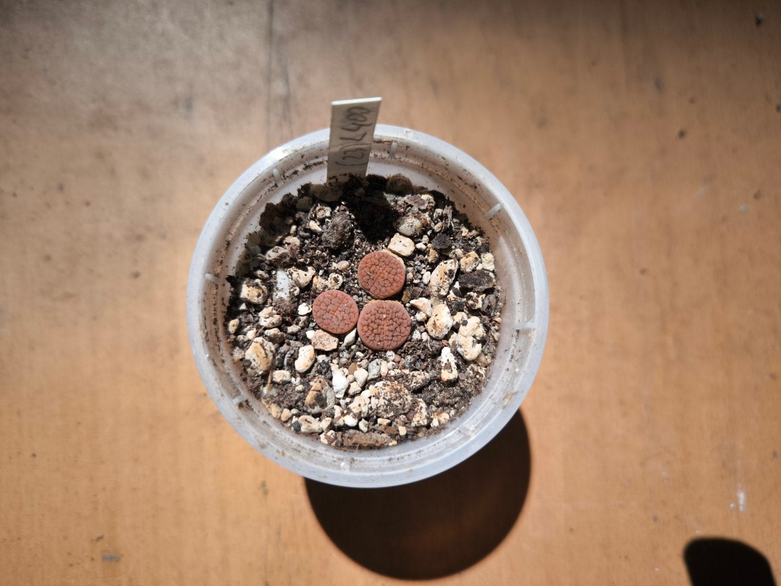 Lithops (Levend steentje) hookeri vermiculate, Huis en Inrichting, Kamerplanten, Vetplant, Ophalen of Verzenden, Minder dan 100 cm