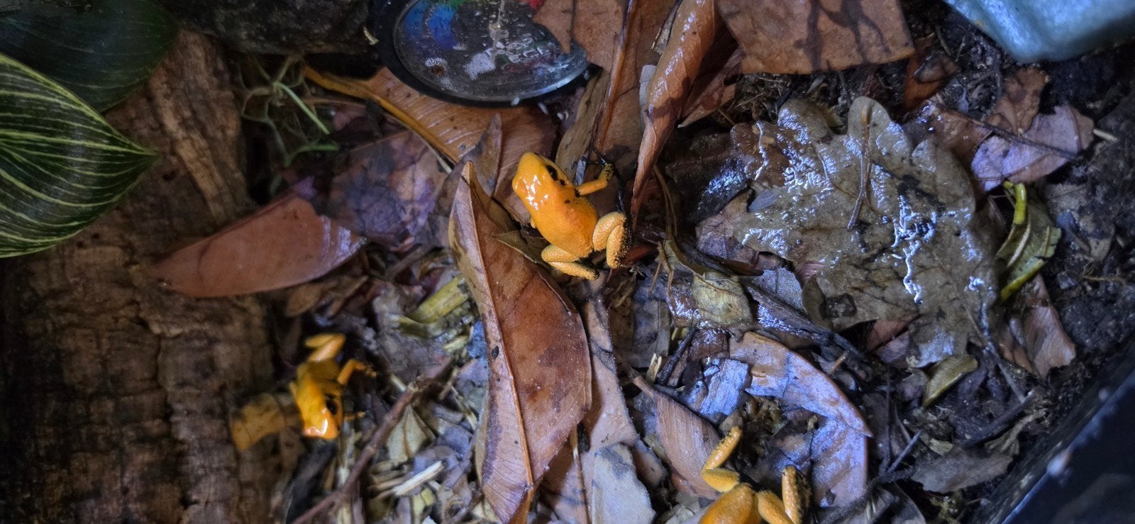 phyllobates terribilis blackfoot