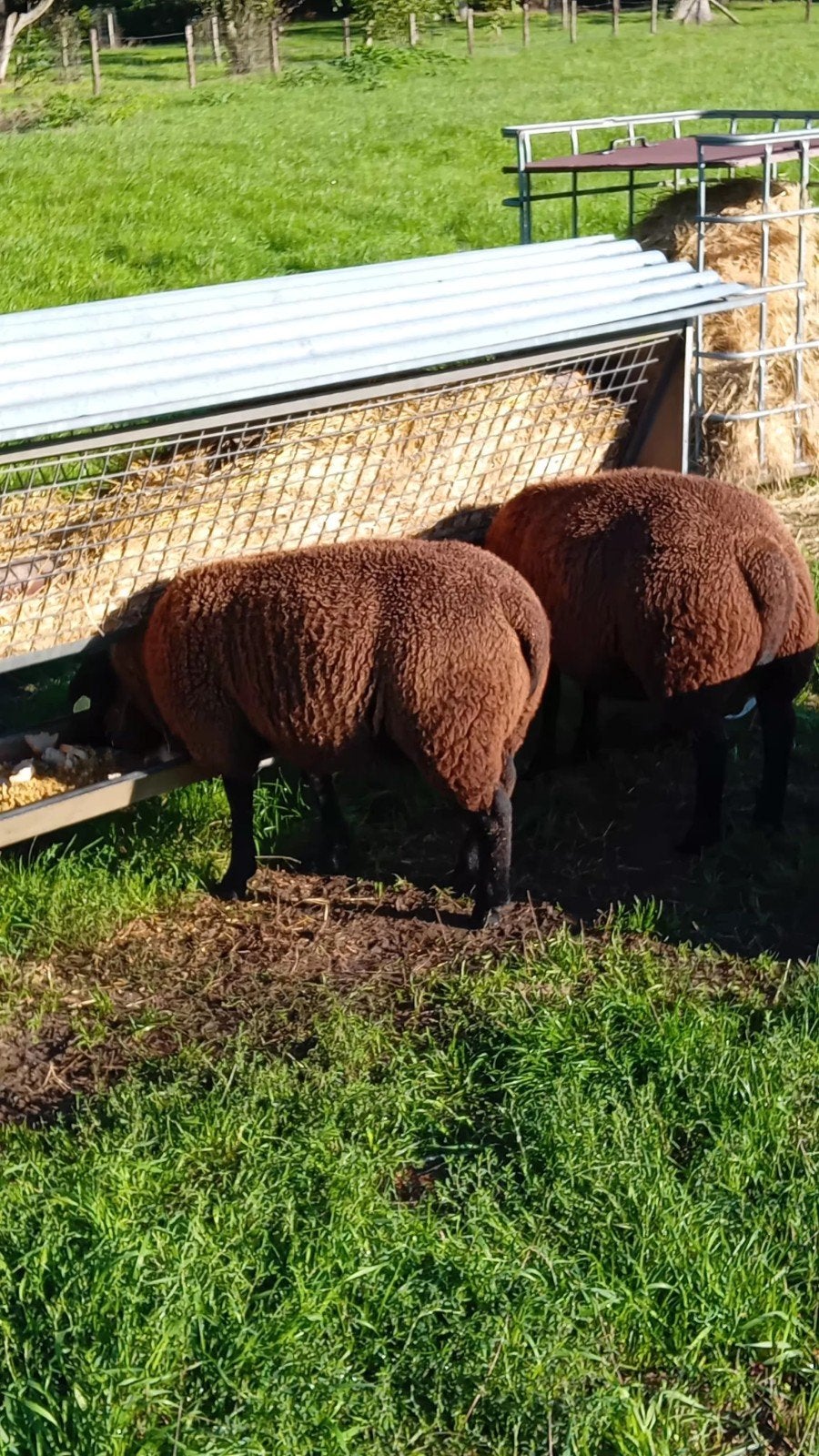 te koop: dekram swifter/texelaar ARR/ARR, Dieren en Toebehoren, Mannelijk, Schaap, 0 tot 2 jaar