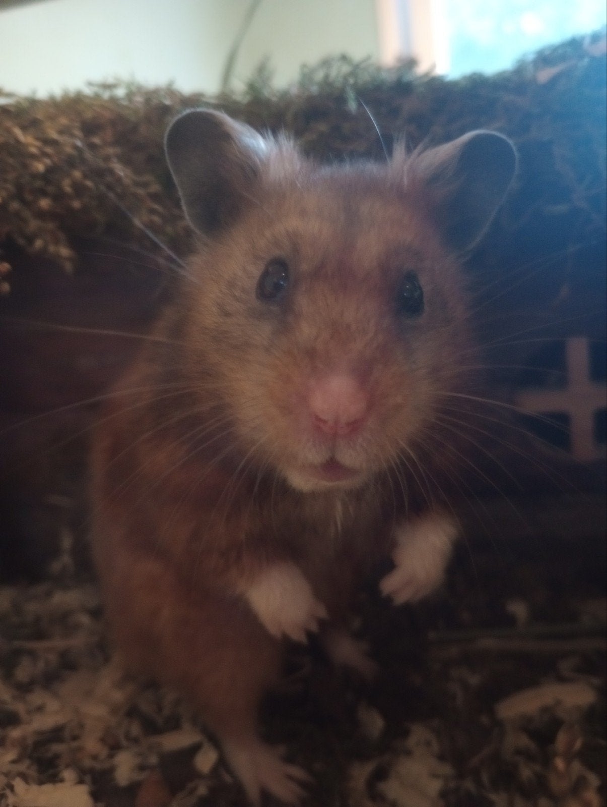 knaagdieren oppas, Dieren en Toebehoren, Januari