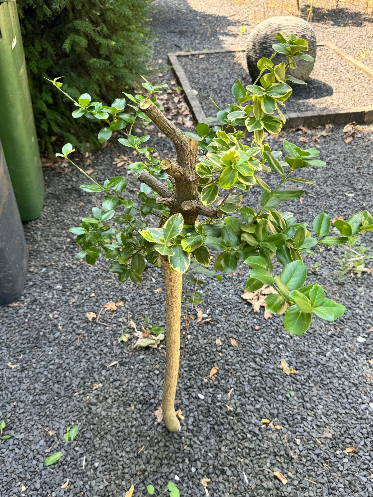 Diverse Bomen: Bolboom, Leiboom, en meer, Lente, 100 tot 250 cm, Ophalen, Volle zon