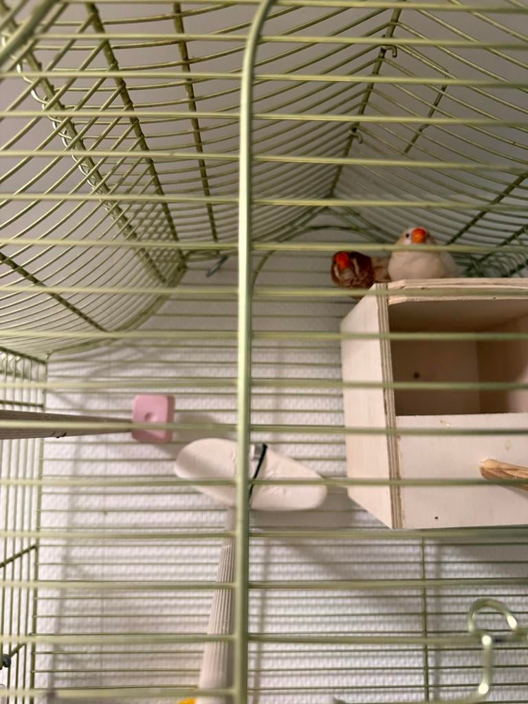 Zebra finches, Meerdere dieren