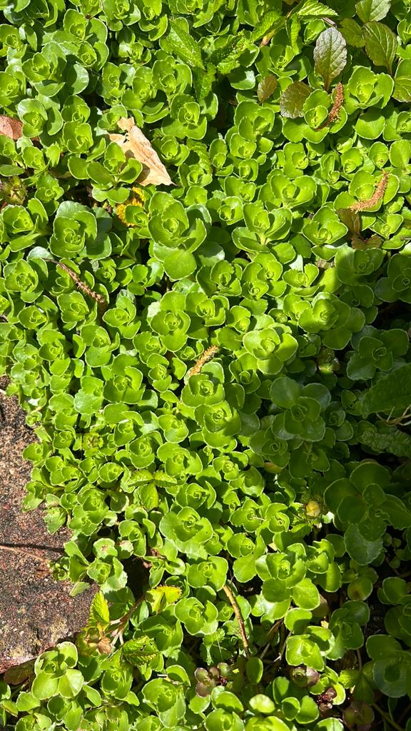 Sedum bodembedekker, Ophalen