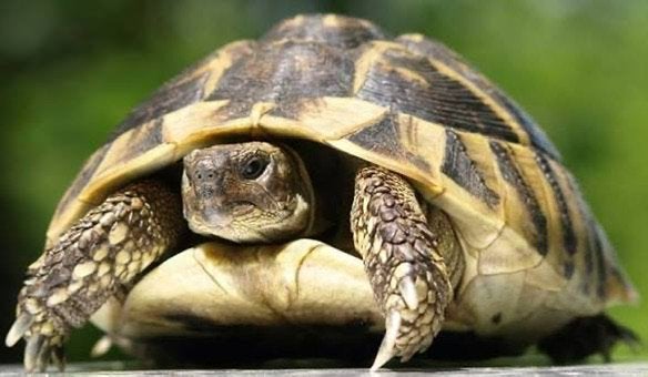 Griekse landschildpadden gezocht, Dieren en Toebehoren, Schildpad, 0 tot 2 jaar