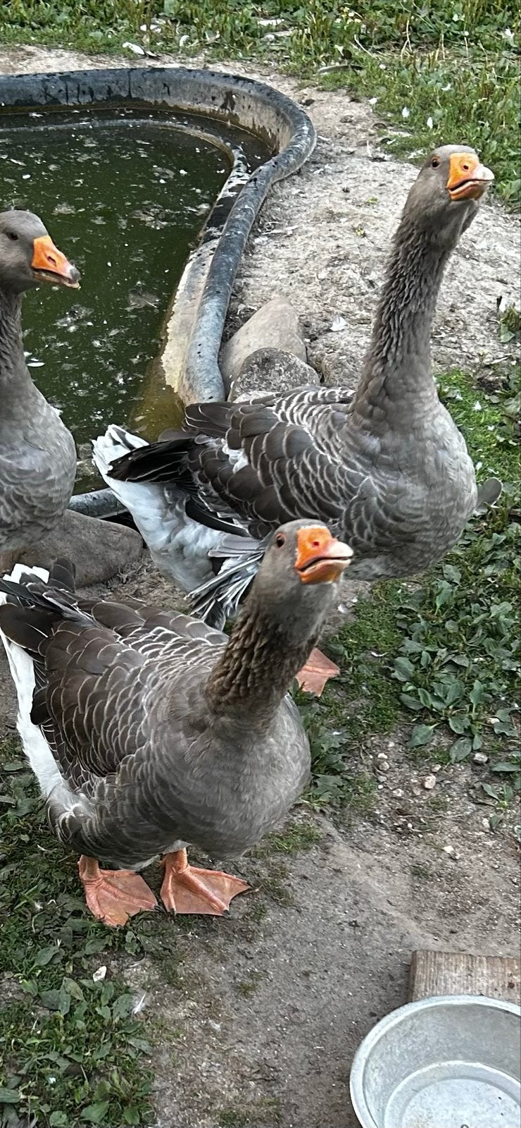 Toulouse ganzen, Dieren en Toebehoren, Pluimvee, Gans of Zwaan, Meerdere dieren