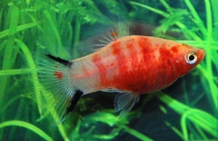 Molly, platy, zwaarddrager, ze zijn levendbarend, Vis, Zoetwatervis