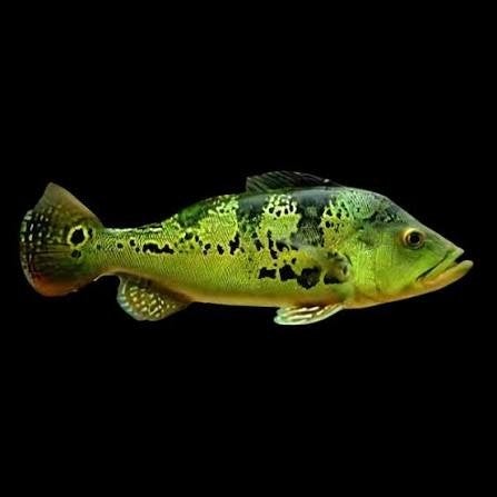 cichla kelberi 10cm, Vis