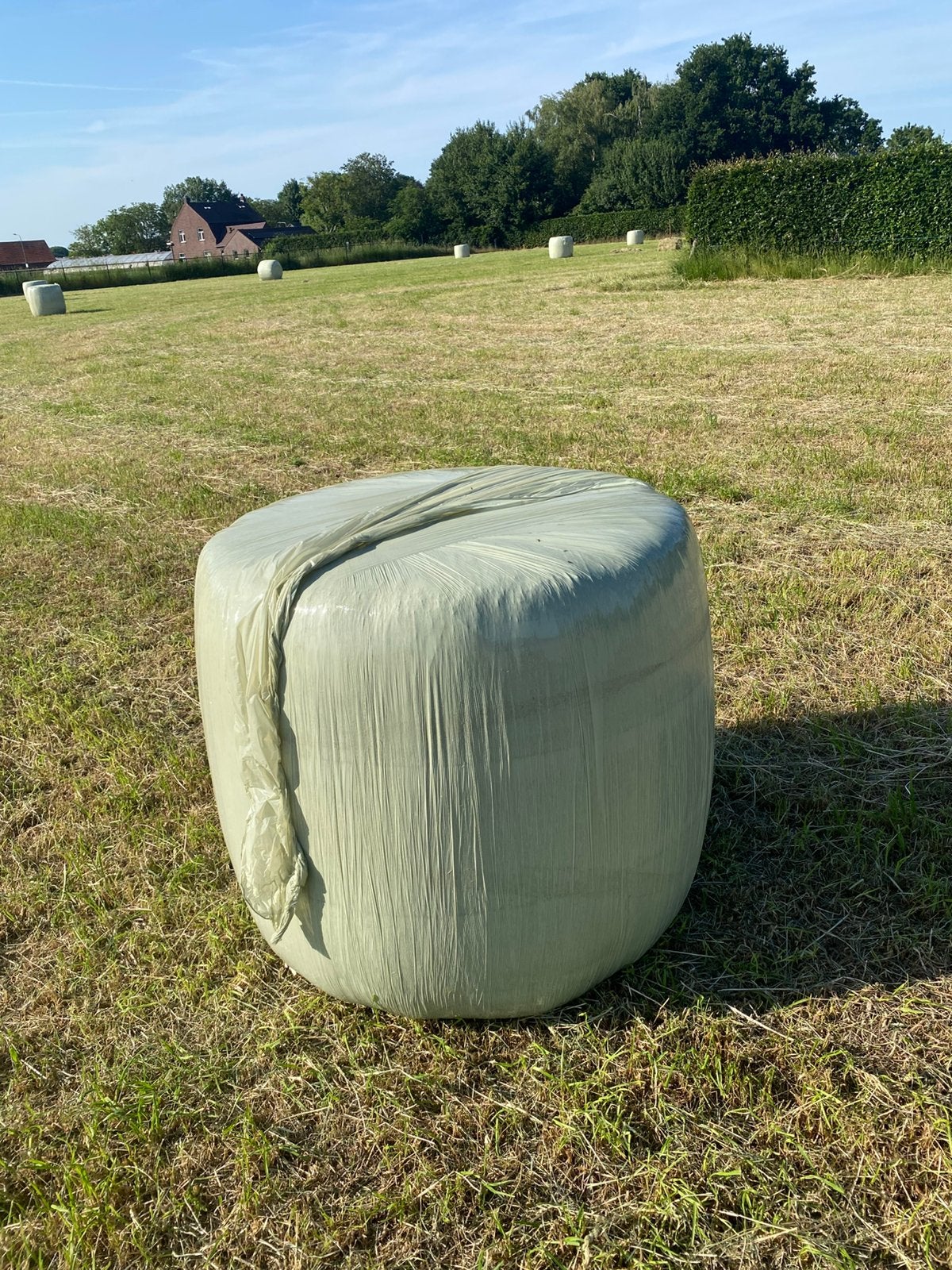 Midi balen, Dieren en Toebehoren, Dierenvoeding, Ophalen of Verzenden, Vee