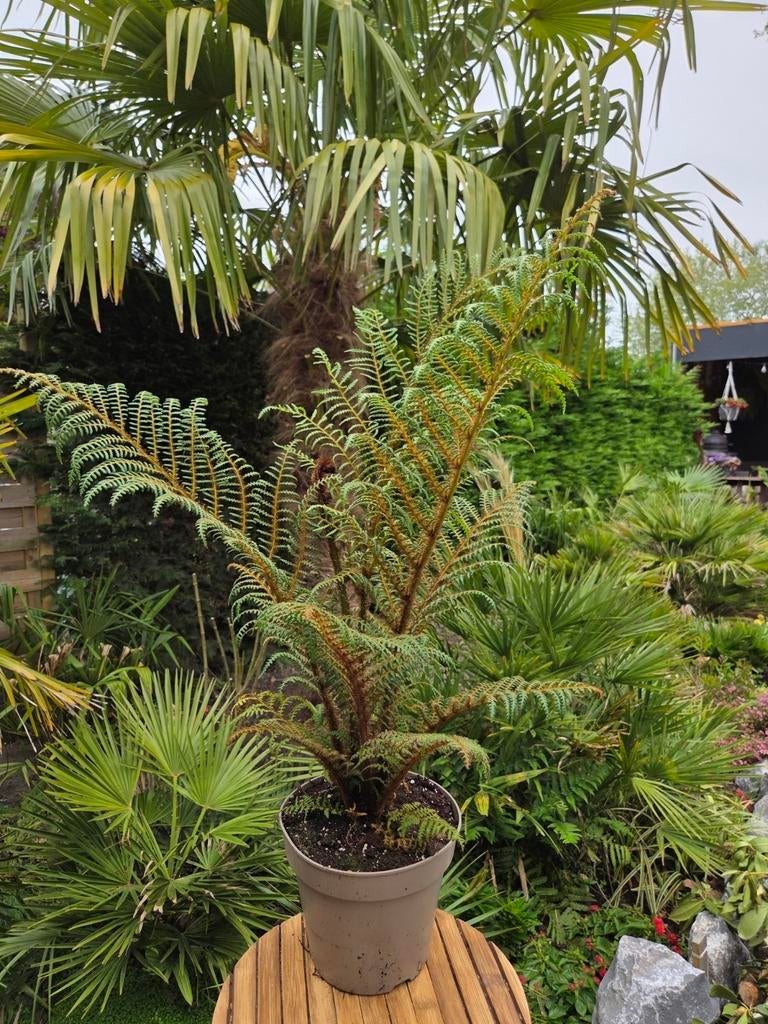 Cyathea tomentosissima - Zeldzame Boomvaren, Vaste plant, Varens, Ophalen of Verzenden, Bloeit niet