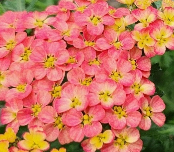 Achillea 'Milly Rock Red' - Rode Duizendblad (P9), Overige soorten, Volle zon, Vaste plant, Ophalen of Verzenden