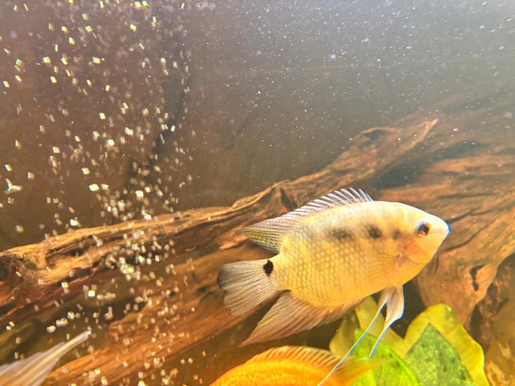 Sterke groep van 6 vlagcichliden, Dieren en Toebehoren, Vissen | Aquariumvissen, Vis, Zoetwatervis