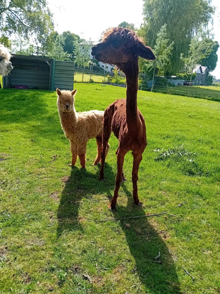 Alpaca met jong, Dieren en Toebehoren, Overige Dieren, Januari, Vrouwelijk