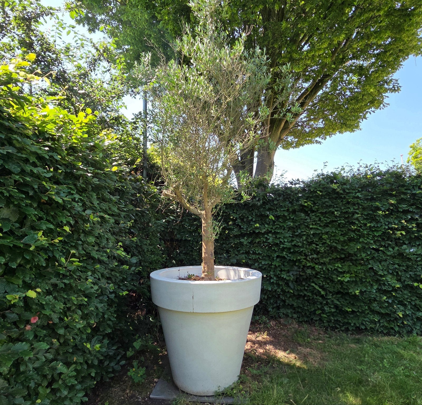 Olijfboom in Elho pot, Ophalen, Kunststof, Gebruikt, 40 cm of meer