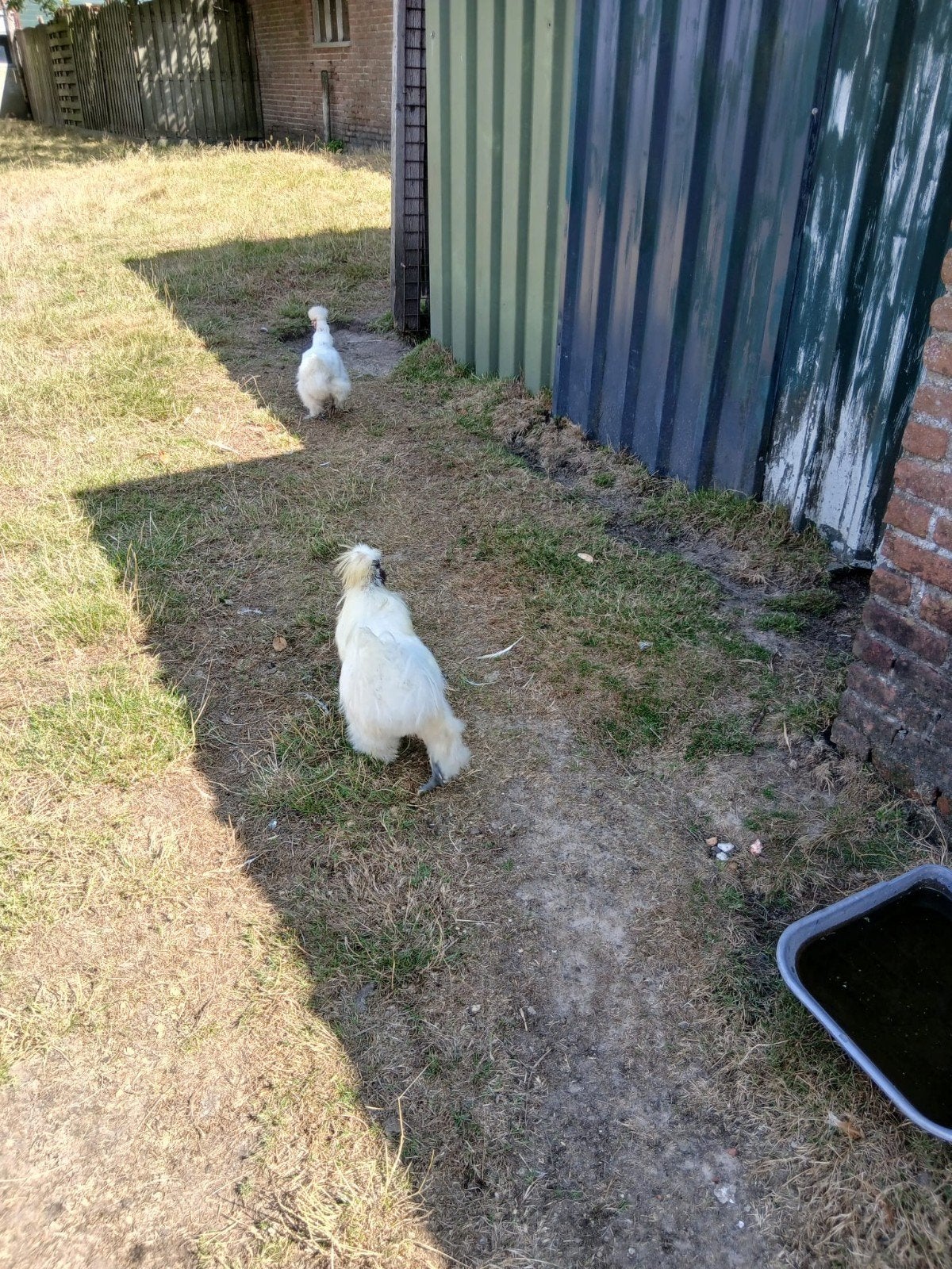 krielkip, Dieren en Toebehoren, Meerdere dieren, Kip