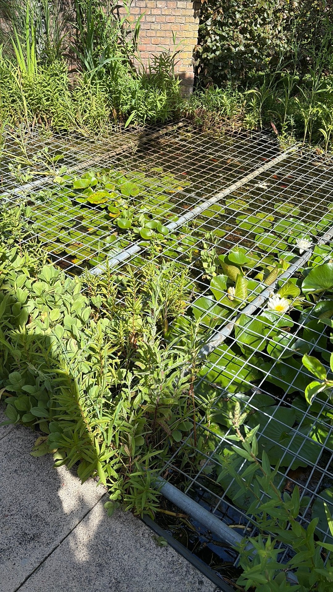 Gratis zuurstofplanten voor de vijver, Tuin en Terras, Vijvers, Ophalen, Gebruikt