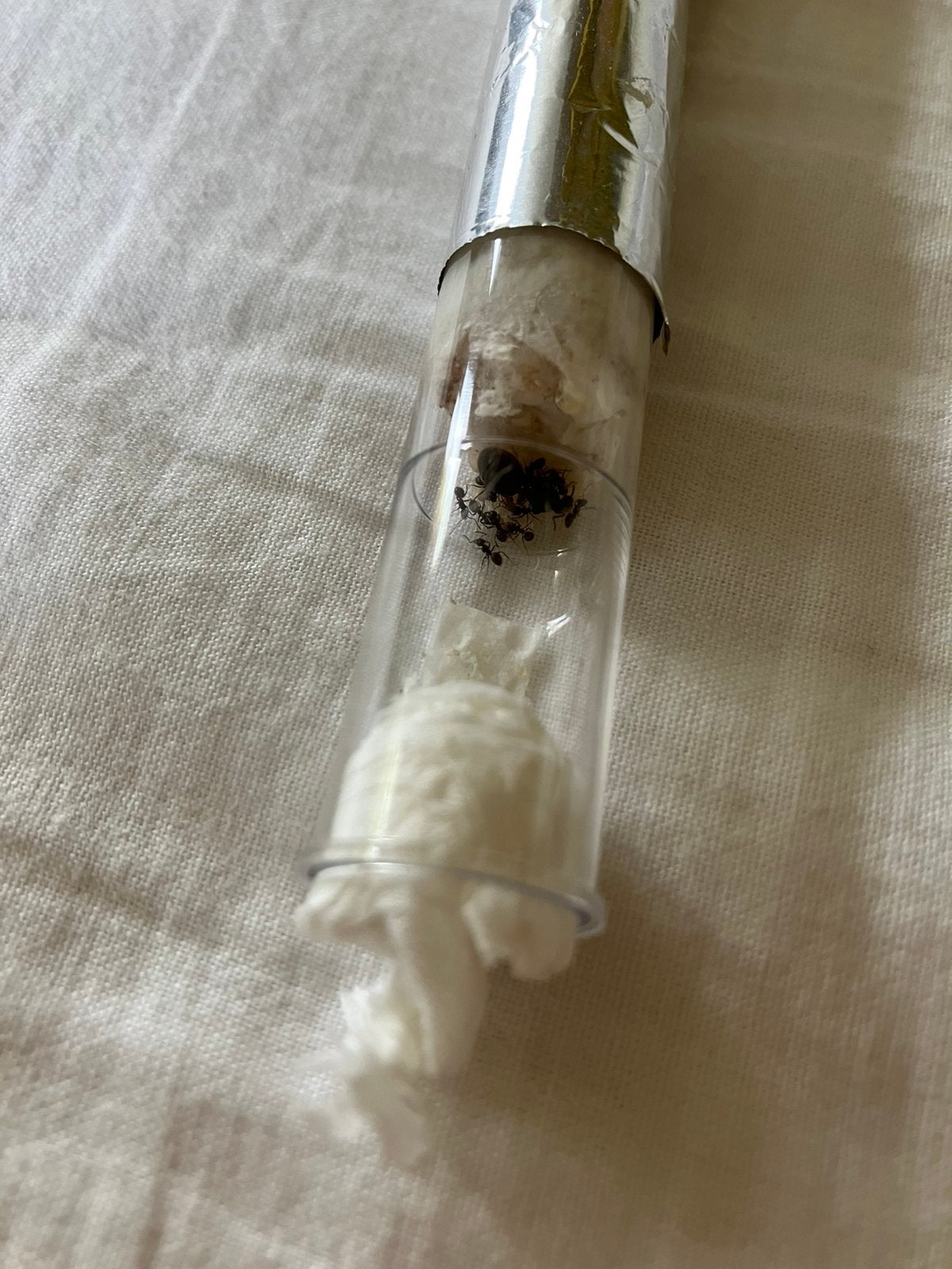 Lasius niger kolonies! 10 tot 15 werksters, Dieren en Toebehoren, Insecten en Spinnen, Mieren