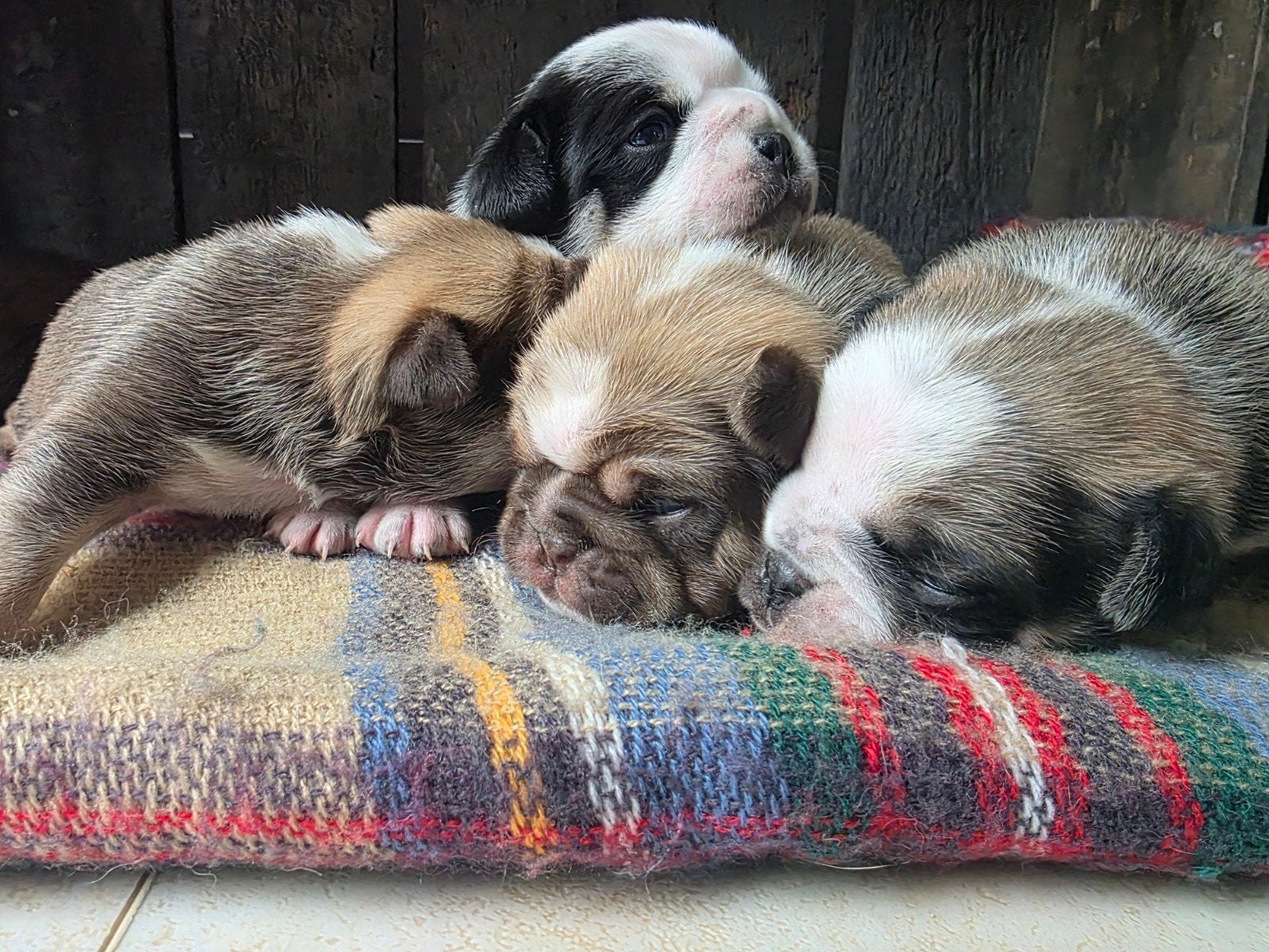 Prachtige Retro mops pups uit geteste ouders, Parvo, Reu, 8 tot 15 weken, Meerdere