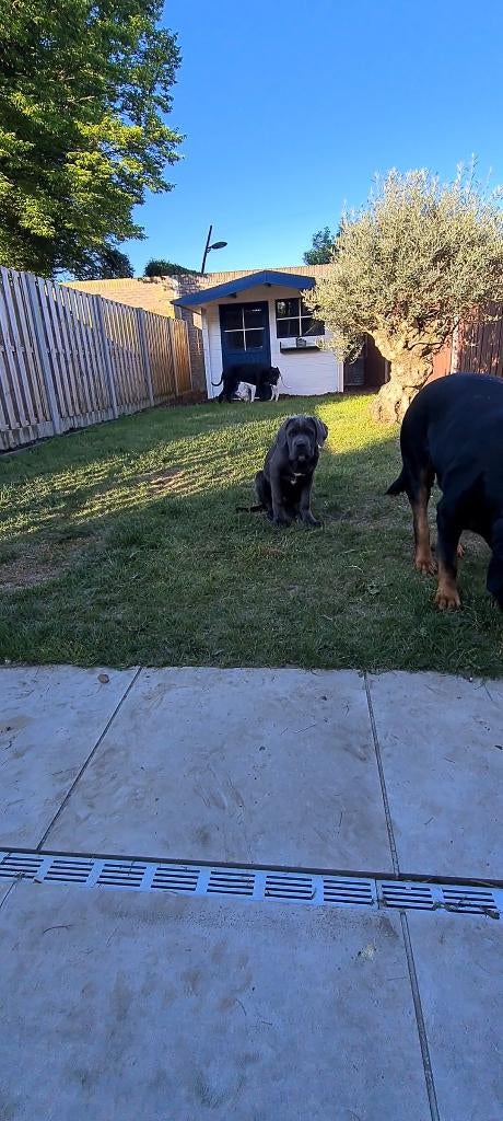 Cane Corso puppy  4 months old (1500Euro), 8 tot 15 weken, Parvo, Eén hond, Nederland