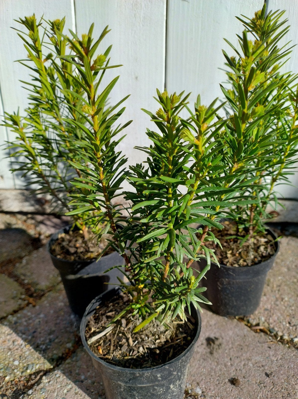 Taxus haagplanten. Sterk plantgoed 35 cm hoogte, Ophalen of Verzenden, Taxus, Haag, Minder dan 100 cm
