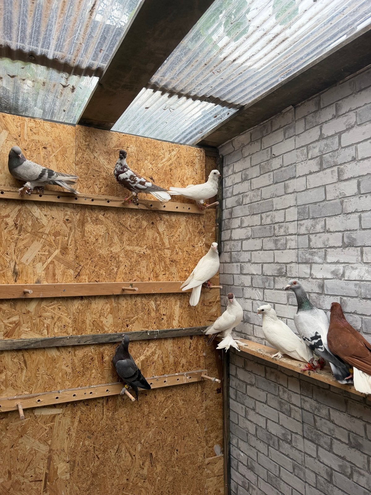 Duiven, Dieren en Toebehoren, Vogels | Duiven, Meerdere dieren, Postduif