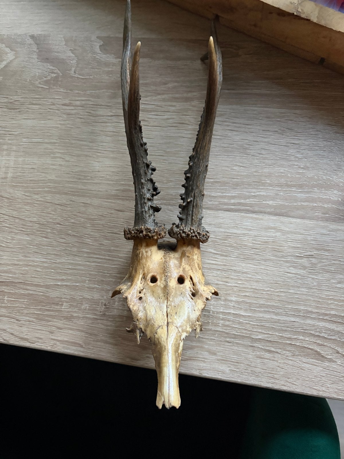 Hertenkop met Gewei - Decoratief en Uniek, Ophalen of Verzenden