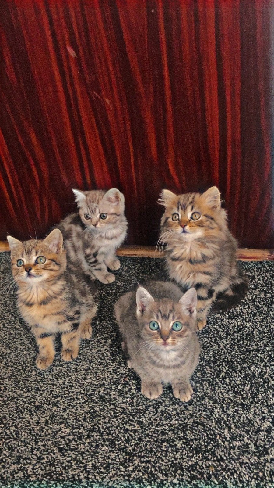 Mooie Britse Korthaar kittens te koop, Dieren en Toebehoren, Meerdere dieren