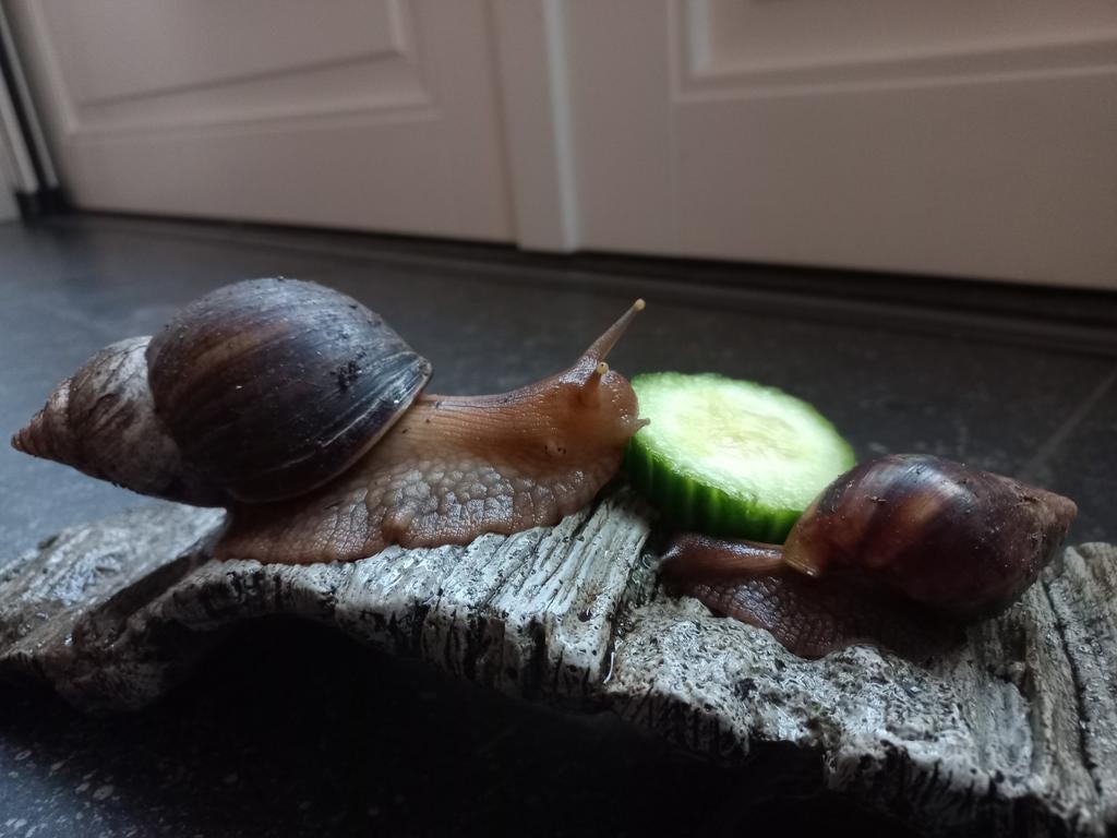 Super leuke agaatslakken te koop, September, Meerdere dieren