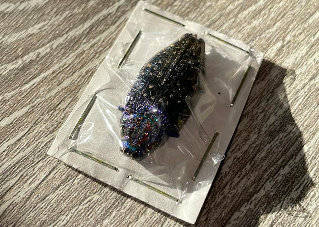 Kever, Dieren en Toebehoren, Insecten en Spinnen, Overige soorten