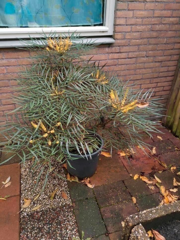 Mahon, Ophalen, Herfst, Volle zon, Overige soorten
