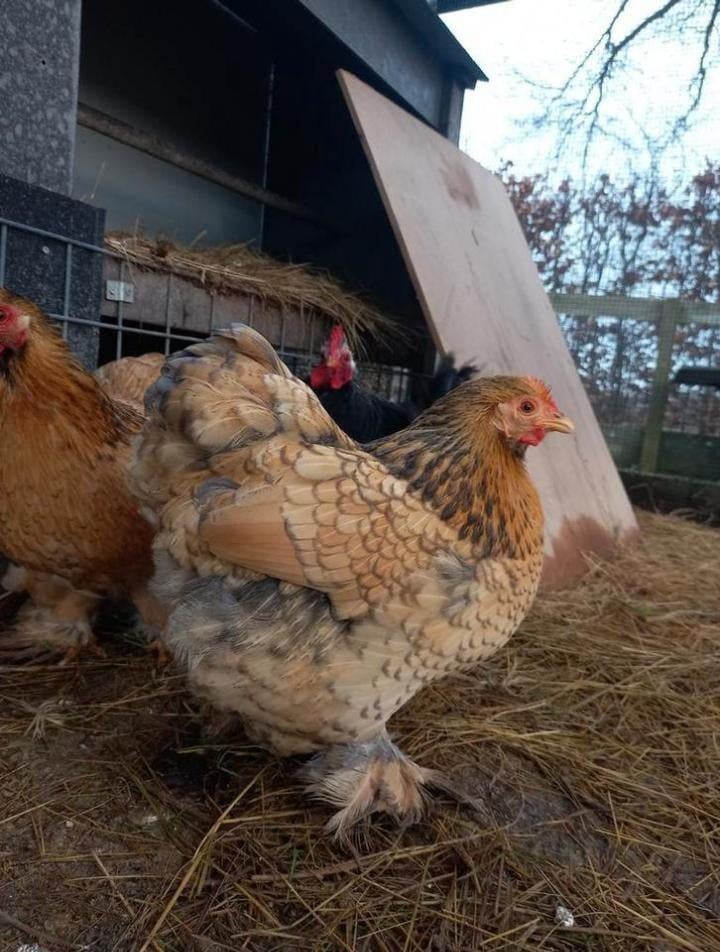 Cochin kriel 3 hennetjes en zwart haantje, Dieren en Toebehoren, Vrouwelijk, Kip
